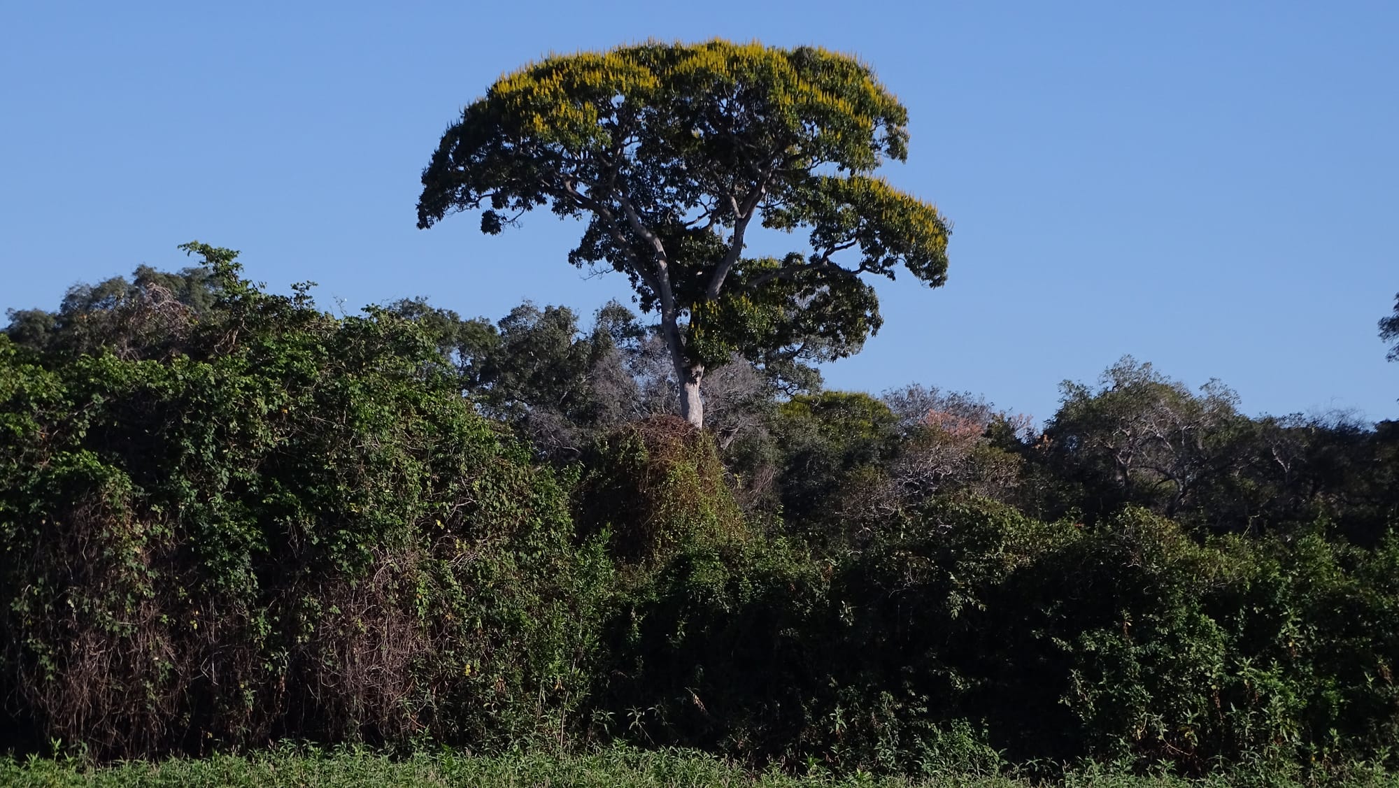 Cambará - Vochysia divergens