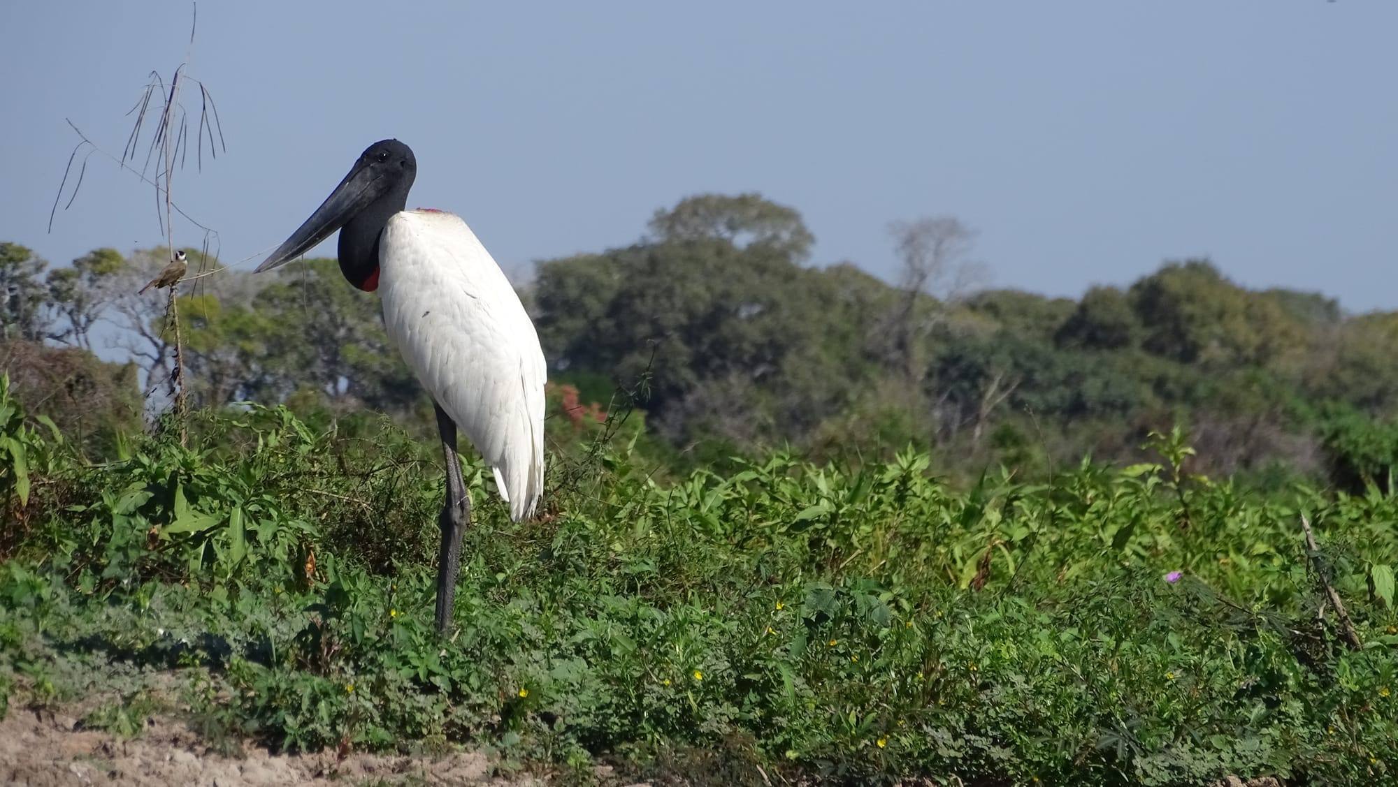 Tuiuiú - Jabiru mycteria