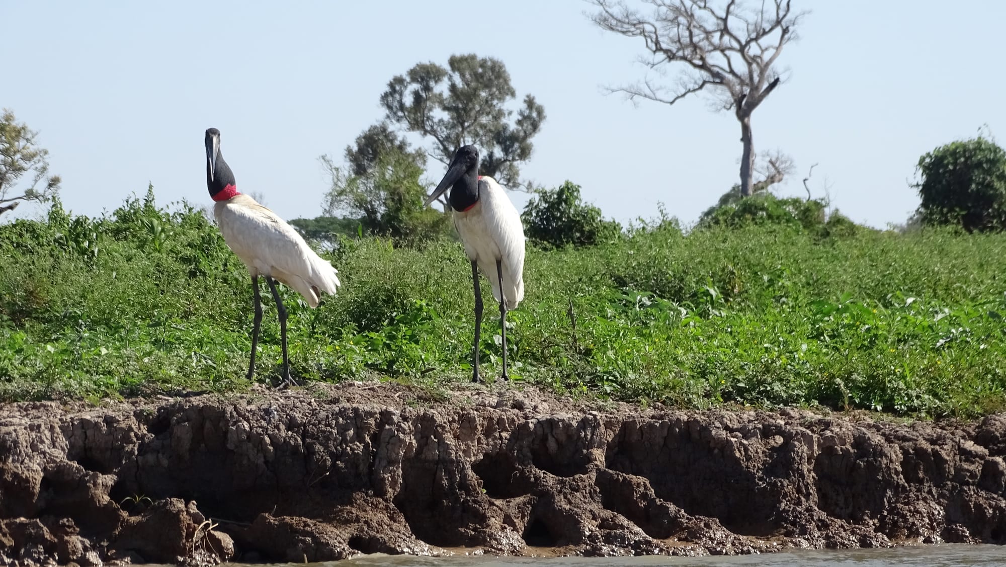 Tuiuiú - Jabiru mycteria