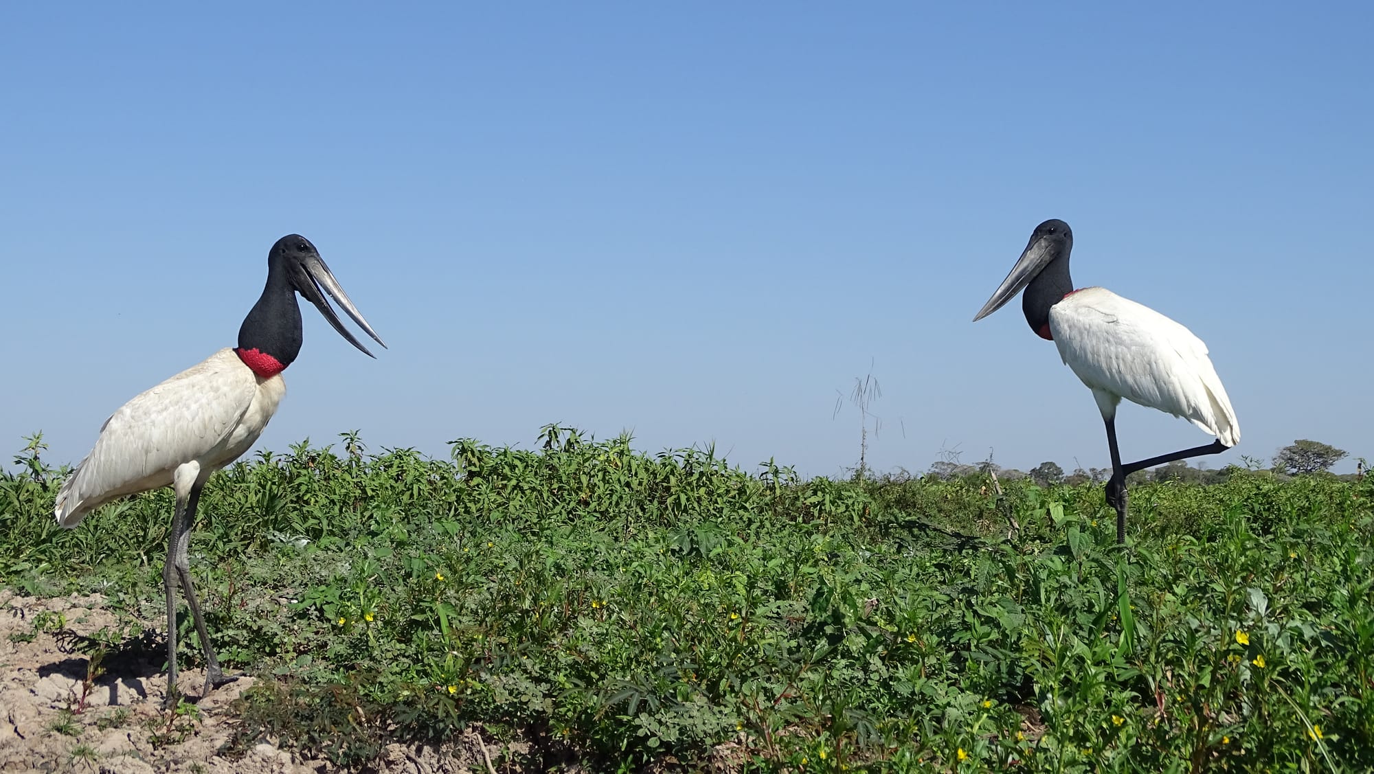 Tuiuiú - Jabiru mycteria