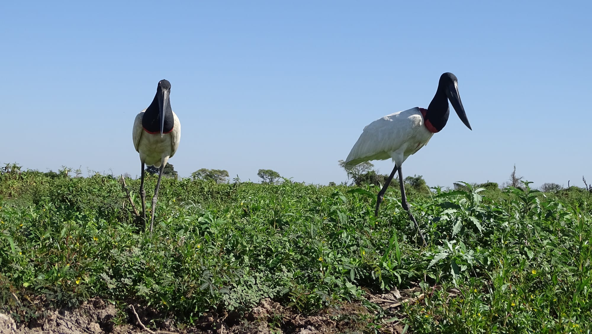 Tuiuiú - Jabiru mycteria