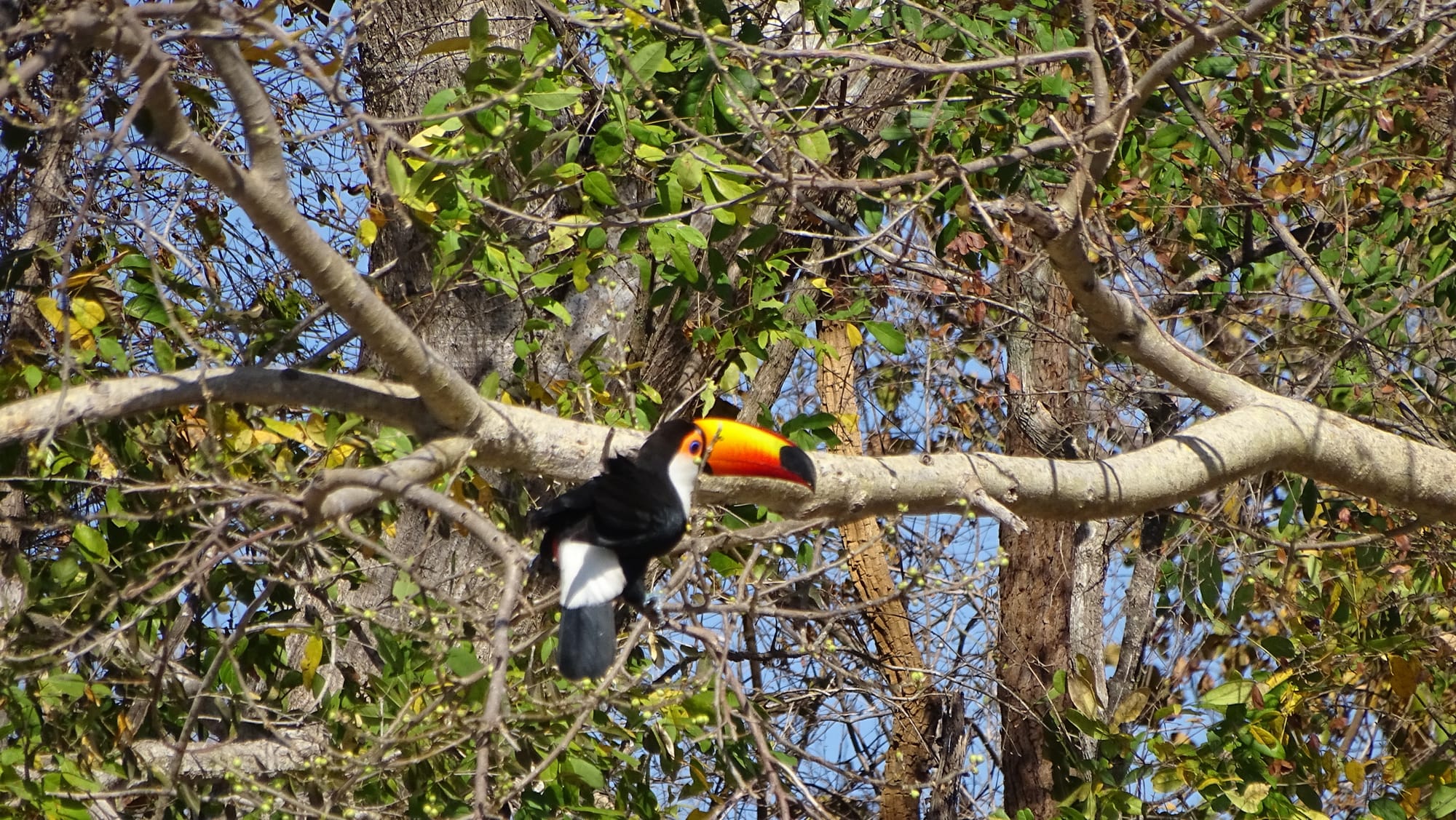 Tucano - Ramphastos toco