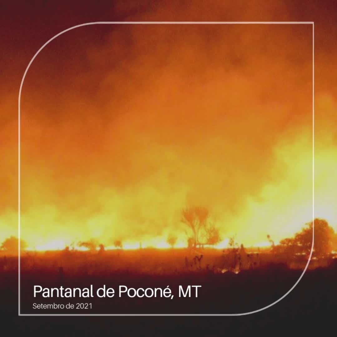 Pantanal de Poconé- MT