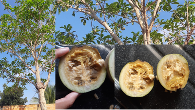 JENIPAPO (Genipa americana L.)