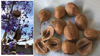 JACARANDÁ-MIMOSO (Jacaranda mimosifolia)
