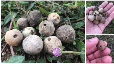 Acrocomia aculeata (Jacq.) Lodd