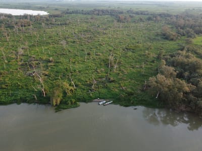 O PROJETO RESTAURA PANTANAL ESTÁ REALIZANDO PLANTIO SIMULTÂNEO NA ESTAÇÃO ECOLÓGICA DE TAIAMÃ E EM ÁREAS DE NASCENTES DO PANTANAL