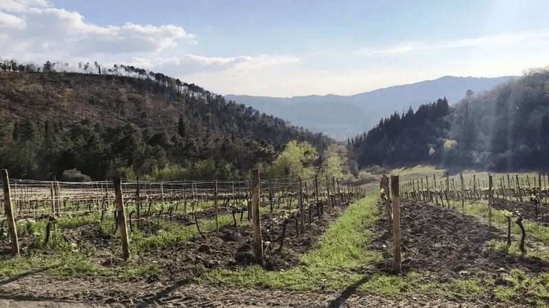 Um roteiro em meio ao sol e aos vinhedos da Toscana, na Itália