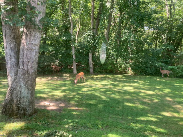 Deer in the Yard on Friday the 13th
