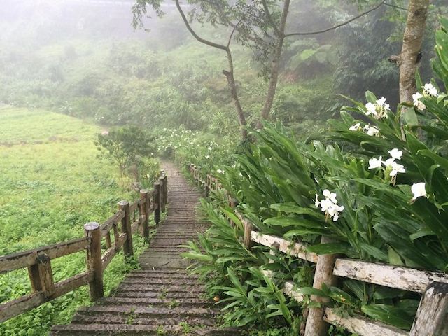 野薑花溪步道(四月可觀賞螢火蟲)