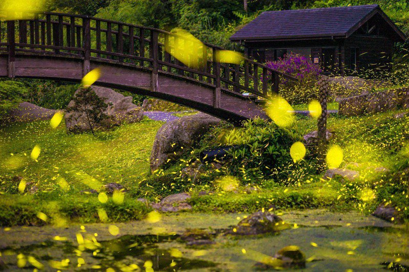 梅山賞螢火蟲(野薑花溪步道)