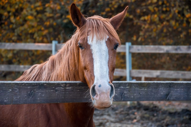 Se siete degli amanti degli animali, una piccola oasi immersa nel verde per poter trascorrere piacevoli momenti a stretto contatto con la natura e con i nostri splendidi animali.
