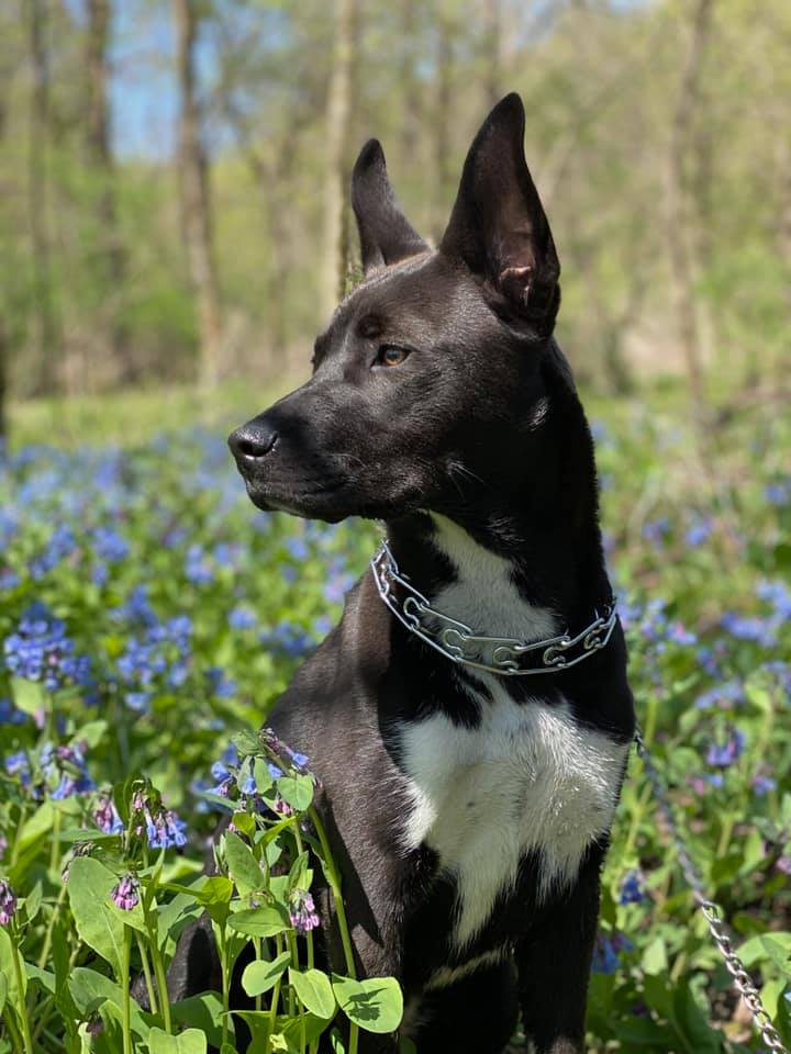 Scout: The Shop Dog