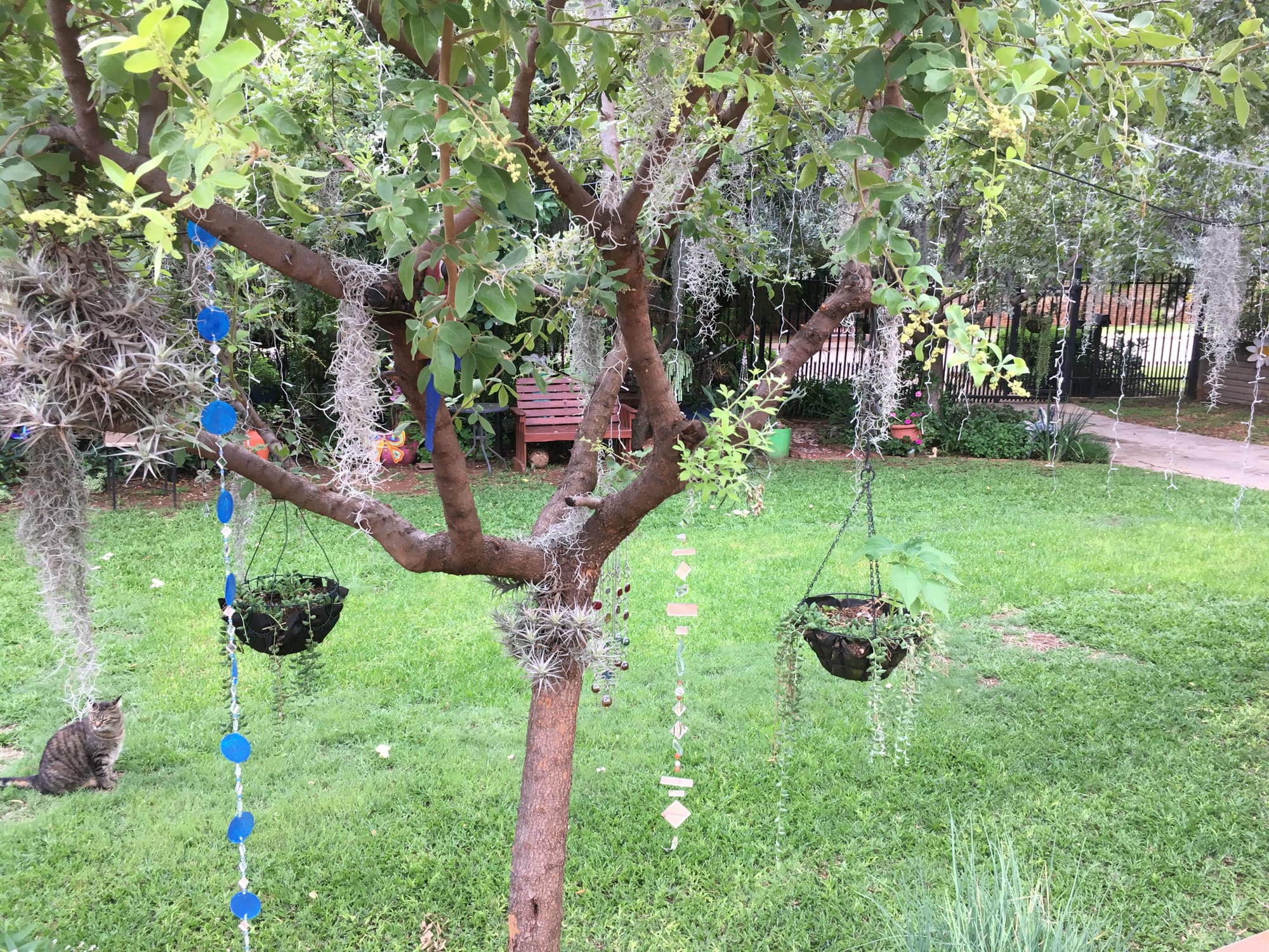 Fairy garden delight