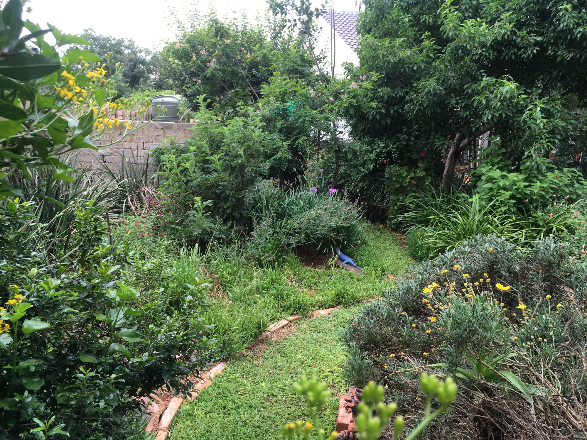 Fairy garden delight