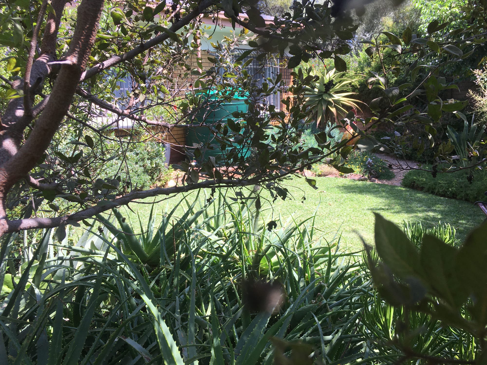 Fairy garden delight