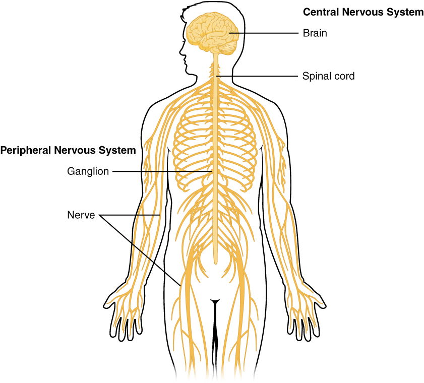 CENTRAL NERVOUS SYSTEM AND NEUROTRANSMITTERS ASSOCIATED