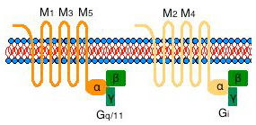 PHYSIOLOGY-AUTONOMIC NERVOUS SYSTEM-MAJOR AUTONOMIC RECEPTOR TYPES