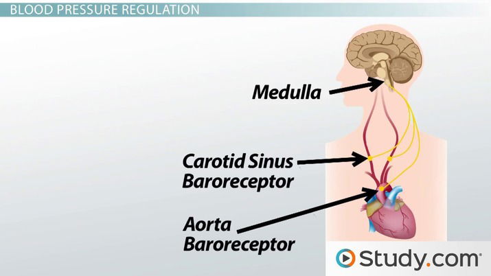 BARORECEPTOR REFLEX ARC