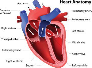 PHARMACOLOGY OF ANTIHYPERTENSIVE AGENTS