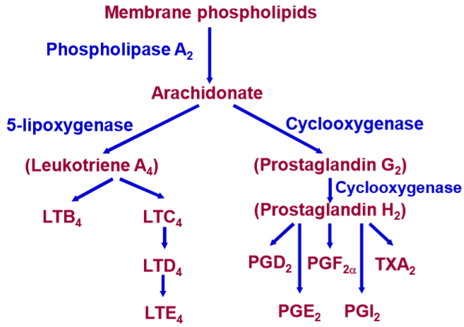 CHEMICALS OF LIFE-INTRODUCTION TO EICOSANOIDS