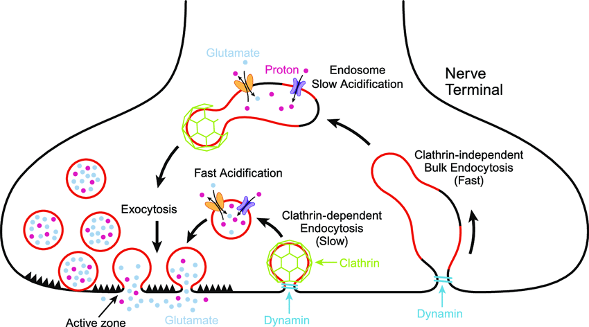 PHARMACOLOGY AND THERAPEUTICS-LOCAL ANAESTHETICS-PHARMACODYNAMICS-MEMBRANE POTENTIALS