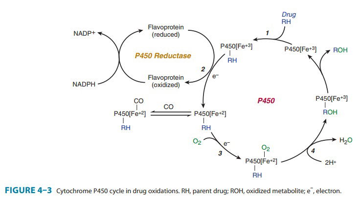 BIOCHEMICAL REACTIONS-METABOLISM OF ALCOHOL-MIXED FUNCTION OXIDASE SYSTEM (MEOS)