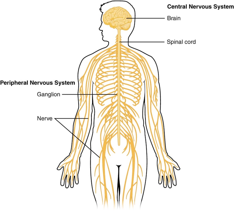 CENTRAL NERVOUS SYSTEM AND NEUROTRANSMITTERS ASSOCIATED