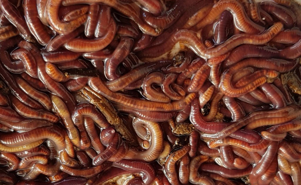 Live worms - As Aquatic animal feed