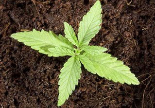 Cannabis Soil