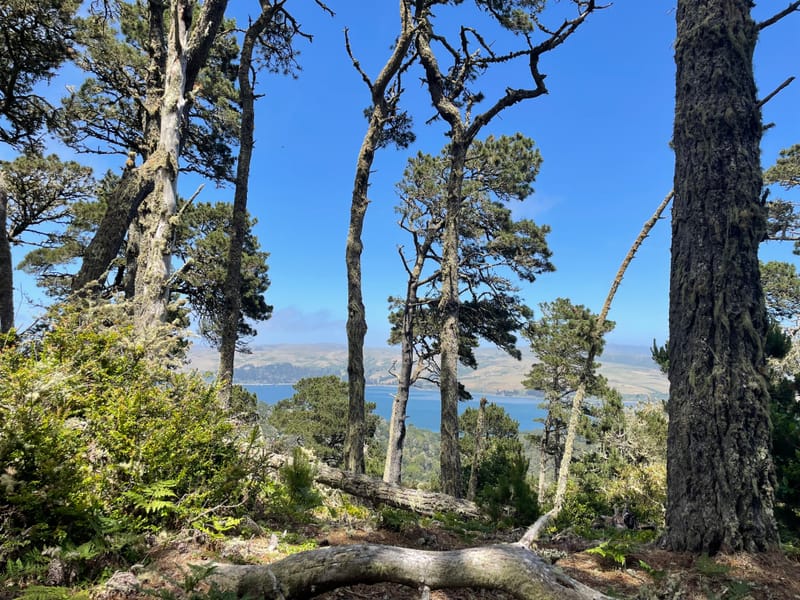 SUMMER SOLSTICE SANGHA CELEBRATION