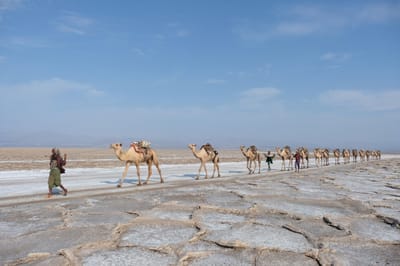מי בראש? - וורט לפרשת בלק
