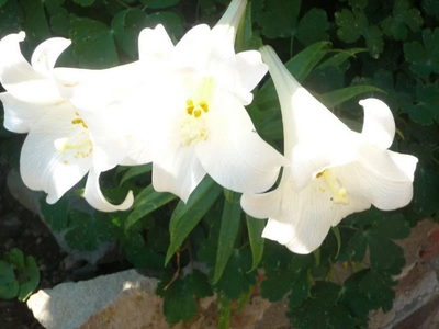 ד&quot;ר נירה טסלר image