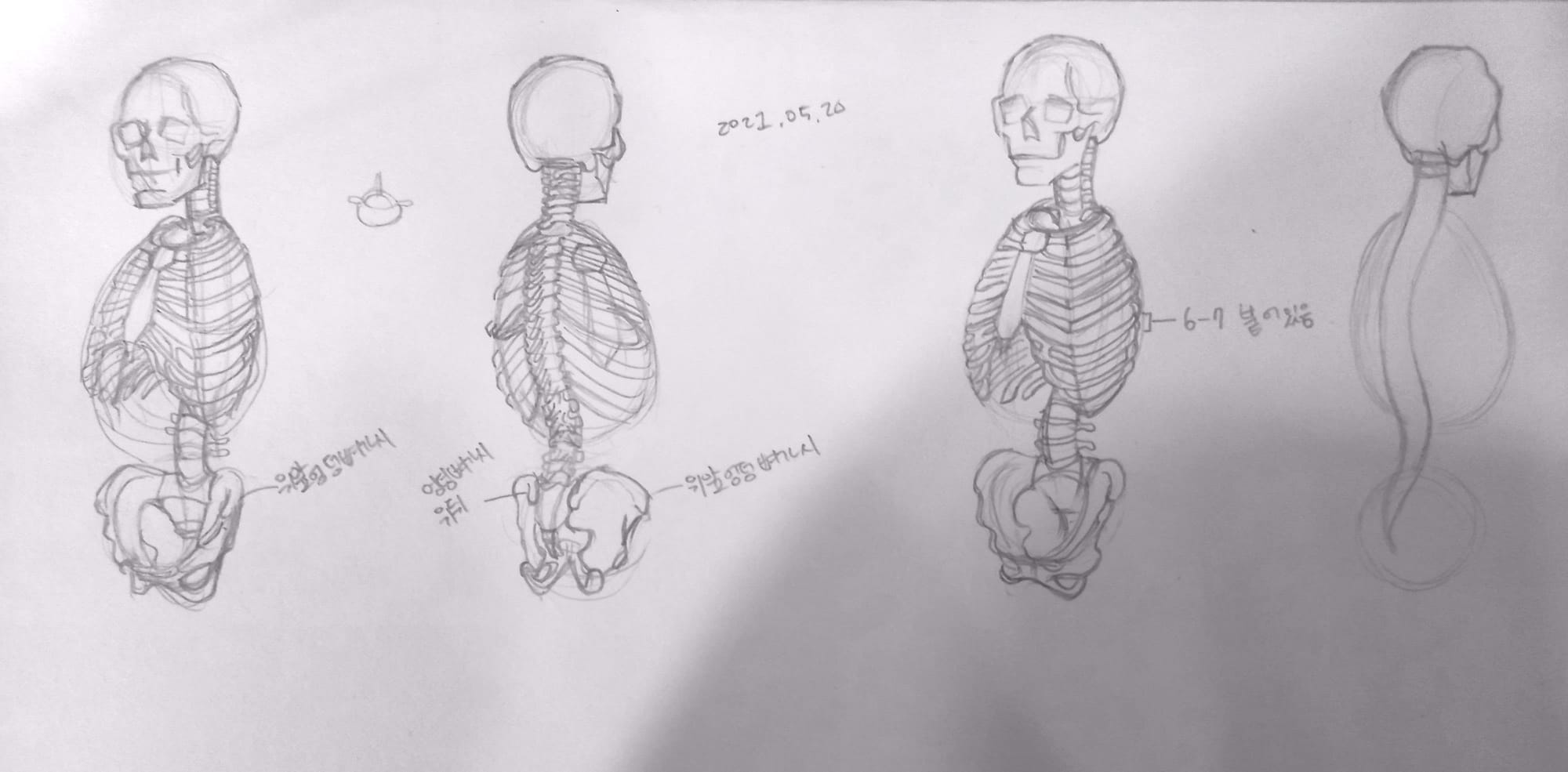 해부학 드로잉 몸통