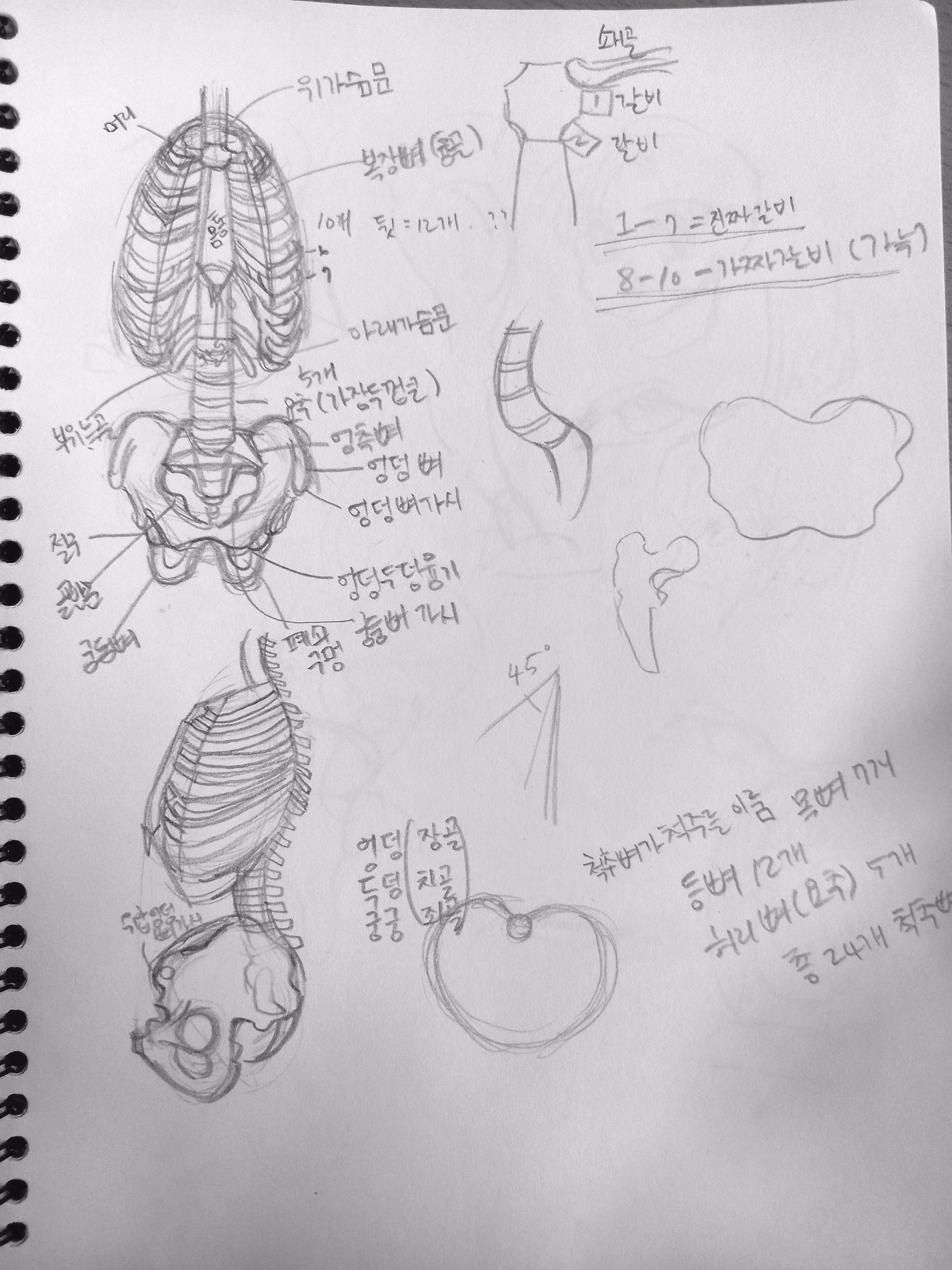 해부학 드로잉 가슴우리, 골반