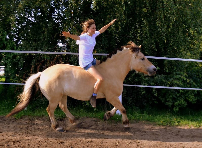 Usługi behawiorysty i zoopsychologa