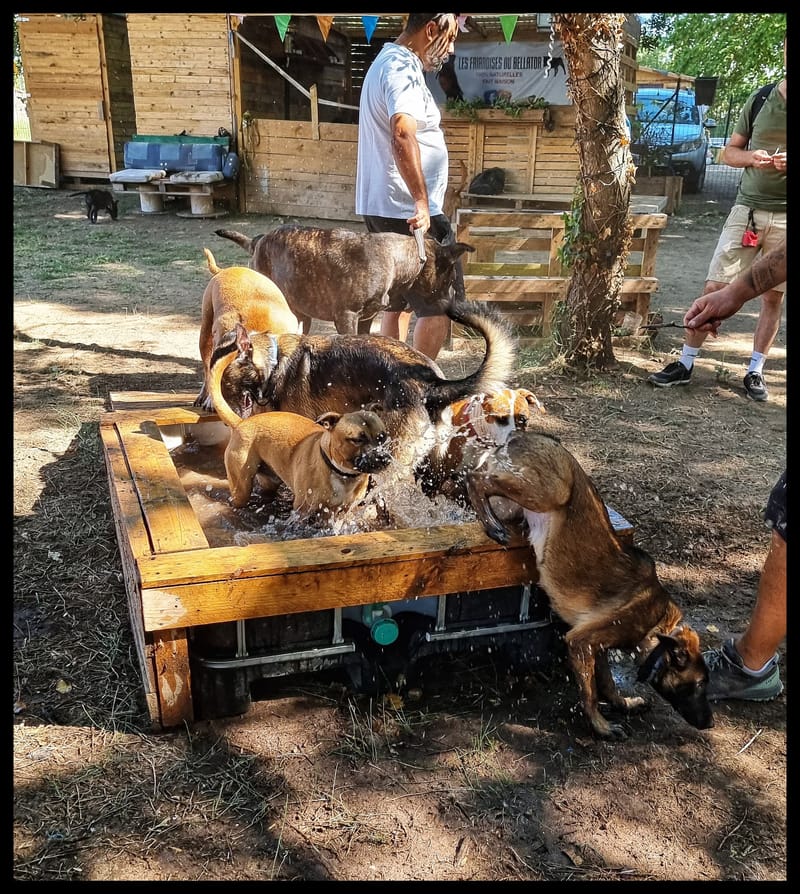 Récrés Chiots et chiens