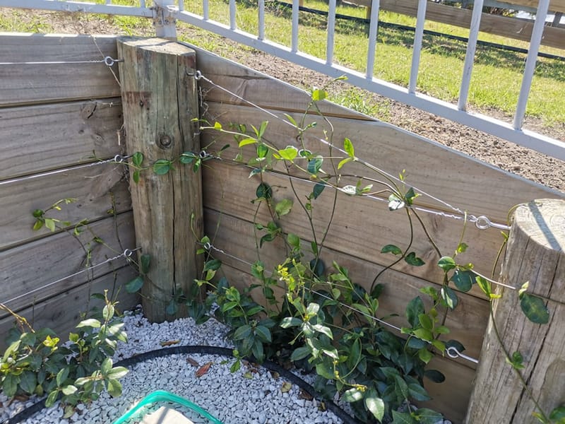 Poolside Gardens and Planting