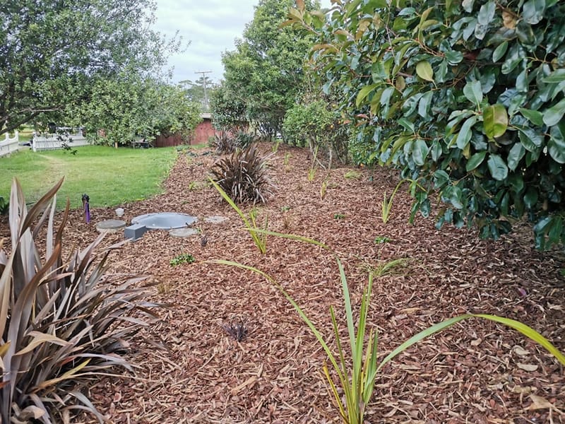 Septic Field Mulching and Planting