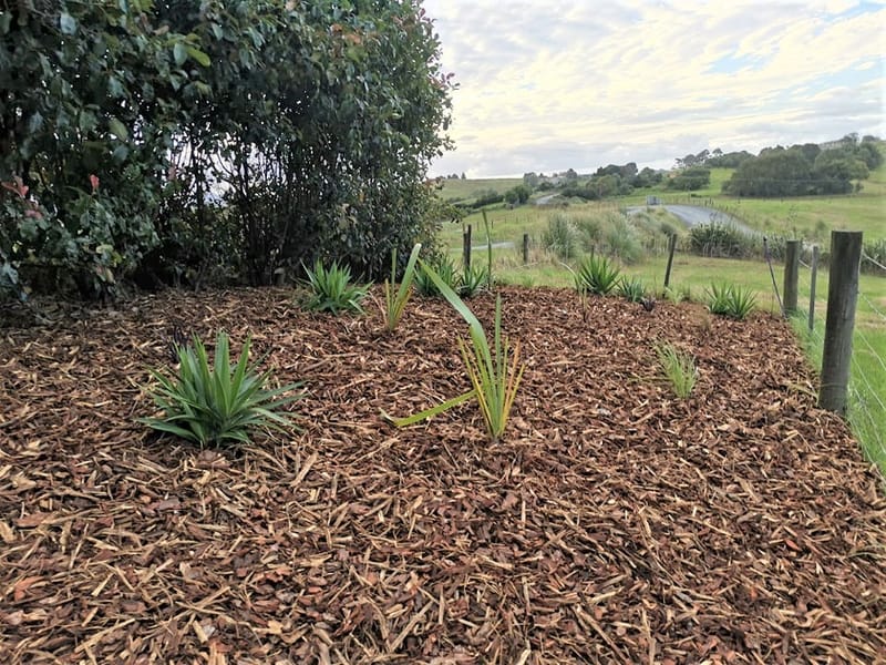 Septic Field Mulching and Planting