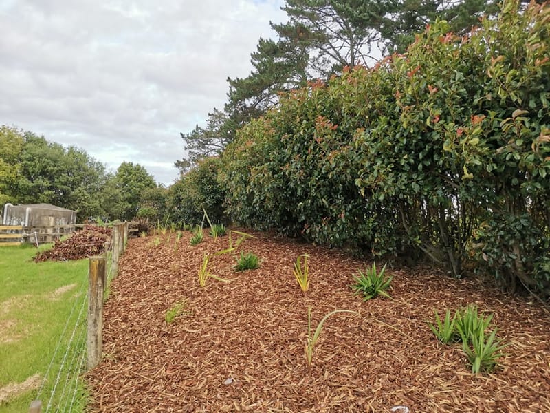 Septic Field Mulching and Planting