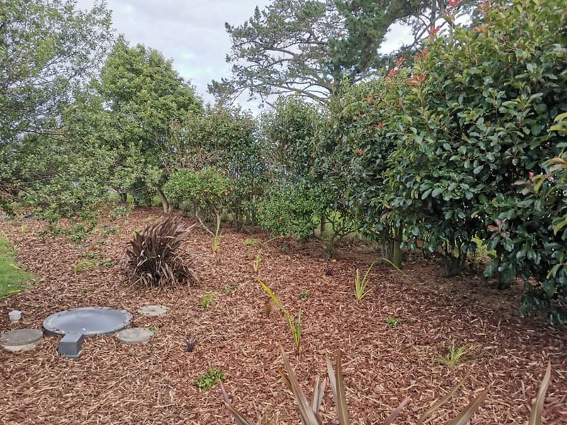 Septic Field Mulching and Planting