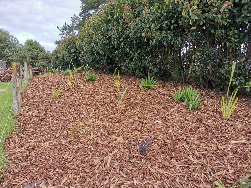 Septic Field Mulching and Planting