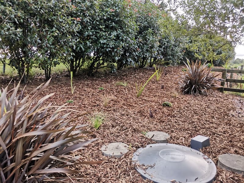 Septic Field Mulching and Planting