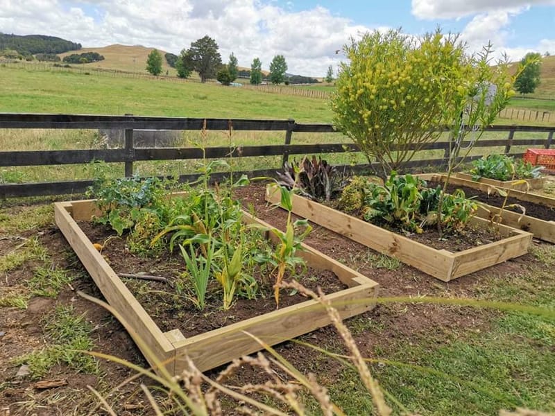 Vege Garden Rebuild and Maintenance