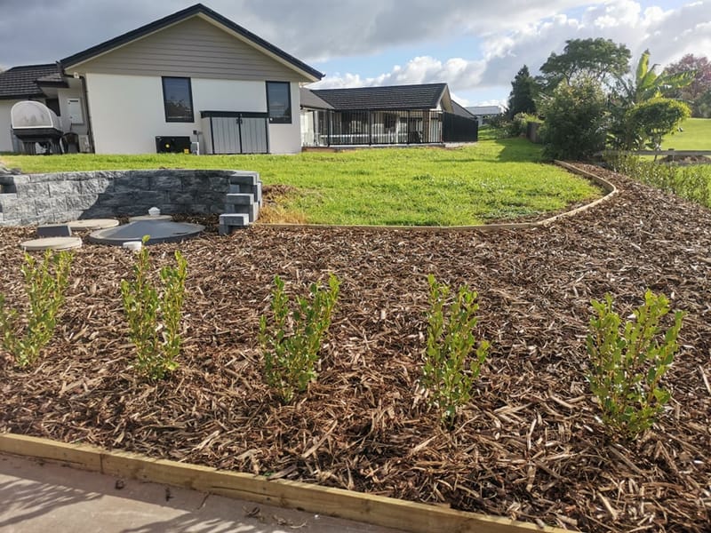 Straight Line and Curved Griselinia Bark Mulch Gardens