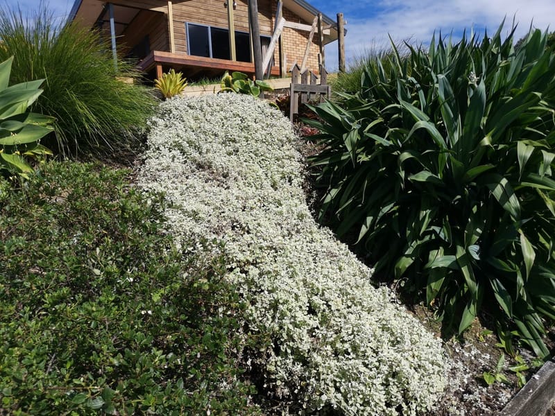 Garden pruning