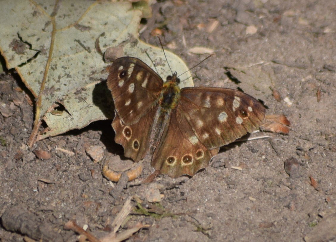 Speckled wood