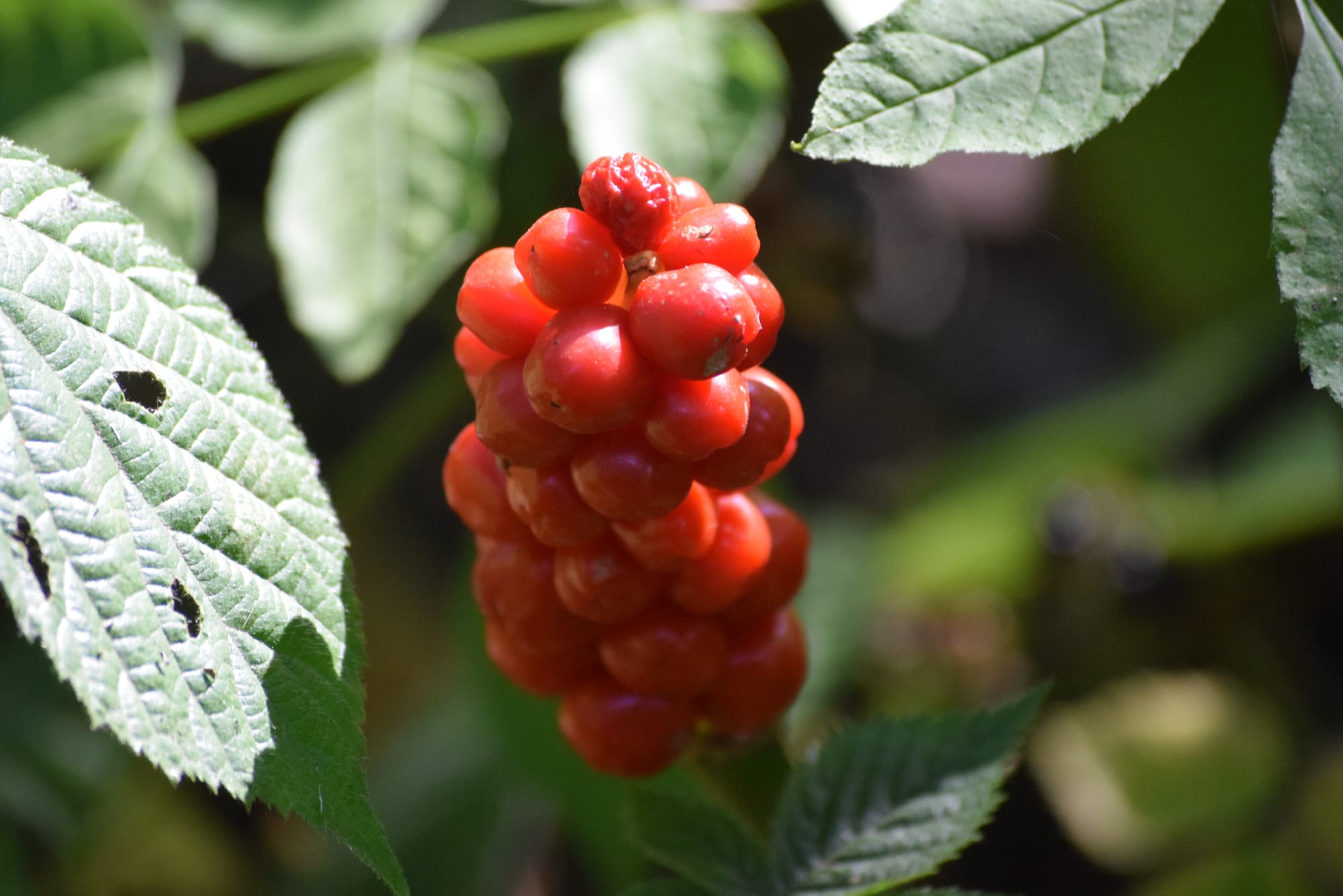 TREES, SHRUBS, PLANTS AND FUNGI