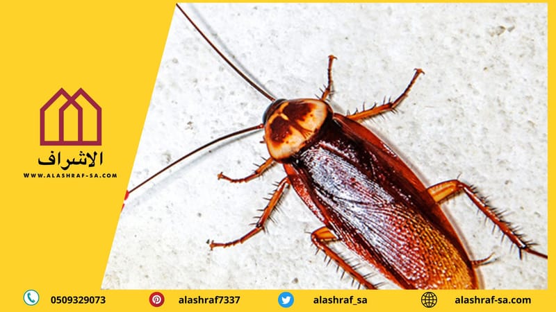 شركة مكافحة حشرات بالخرج 0509329073